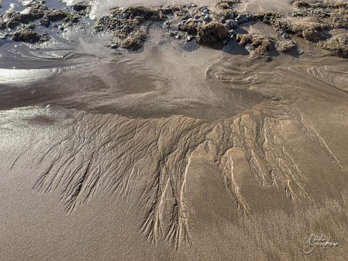 2025-12-25-Fleurs-Atlantique-28