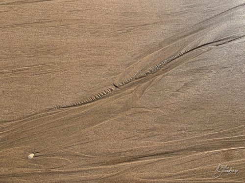 2025-12-25-Fleurs-Atlantique-29