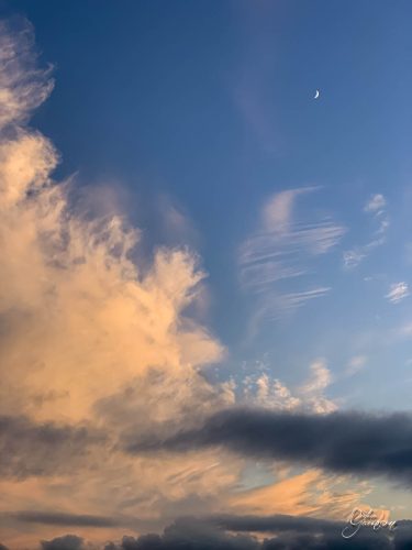 2025-12-25-Fleurs-Atlantique--32