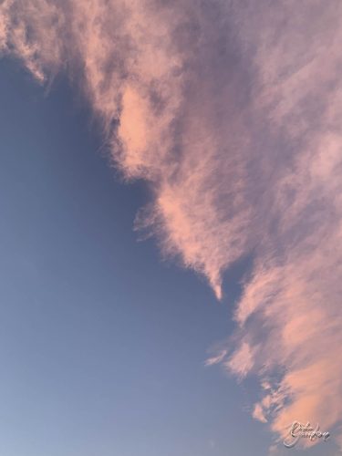 2025-12-25-Fleurs-Atlantique--35