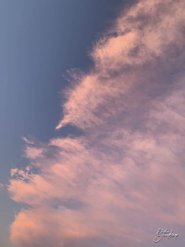 2025-12-25-Fleurs-Atlantique--36