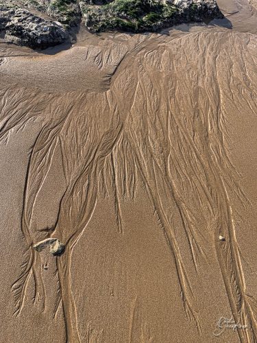 2025-12-25-Fleurs-Atlantique-5