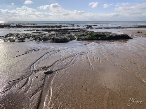 2025-12-25-Fleurs-Atlantique-6