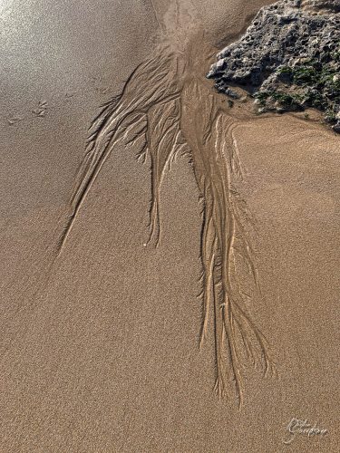 2025-12-25-Fleurs-Atlantique-7