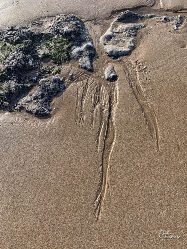 2025-12-25-Fleurs-Atlantique-8