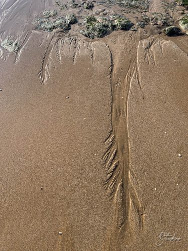 2025-12-25-Fleurs-Atlantique-9