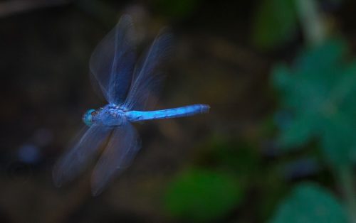 21-Didier_Gautron_Greece-Croatie-Montenegro-2013