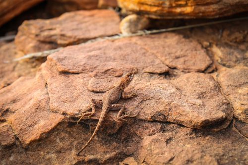 26-Didier_Gautron-Australie-2011