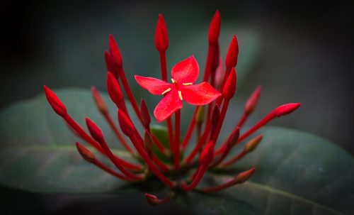 26-Didier_Gautron-Inde-Kerala-2013