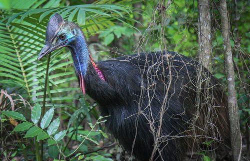 28-Didier_Gautron-Australie-2011