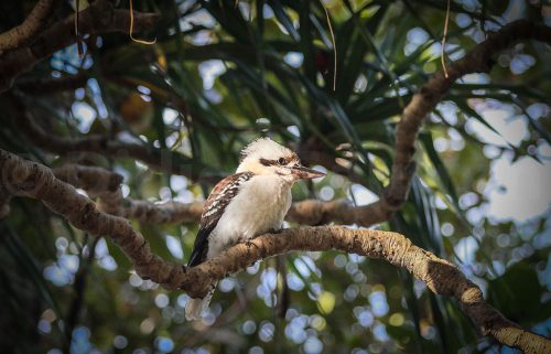 30-Didier_Gautron-Australie-2011