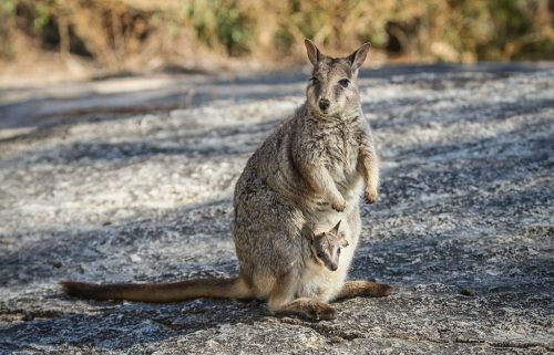 33-Didier_Gautron-Australie-2011
