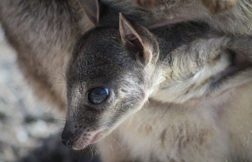 34-Didier_Gautron-Australie-2011