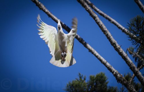 35-Didier_Gautron-Australie-2011