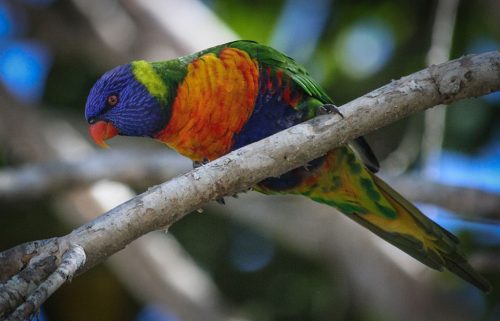 36-Didier_Gautron-Australie-2011