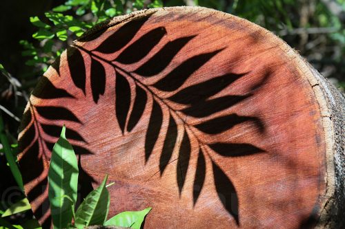 38-Didier_Gautron-Australie-2011