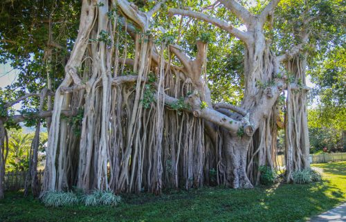 42-Didier_Gautron-Australie-2011