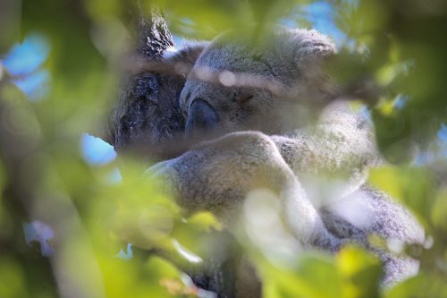 45-Didier_Gautron-Australie-2011