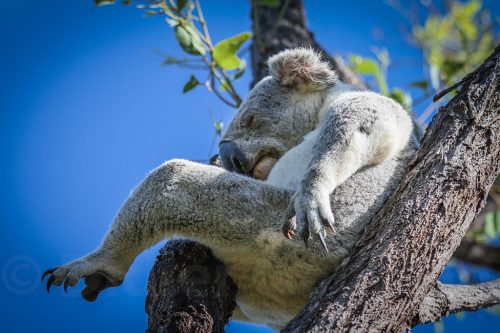 46-Didier_Gautron-Australie-2011