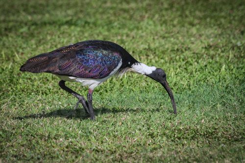 49-Didier_Gautron-Australie-2011