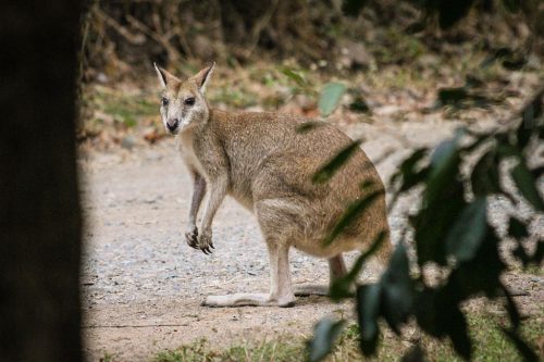 50-Didier_Gautron-Australie-2011