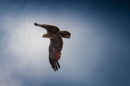 72-Didier_Gautron-Inde-Kerala-2013