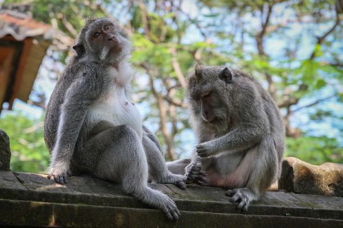 Didier_Gautron_Bali_2010-08