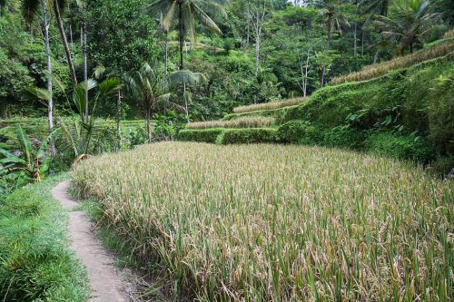 Didier_Gautron_Bali_2010-20