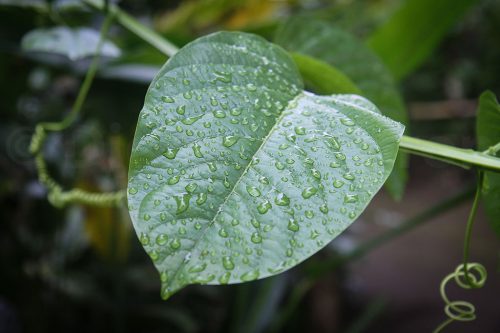 Didier_Gautron_Bali_2010-21