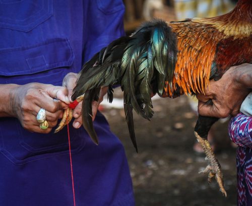 Didier_Gautron_Bali_2010-54