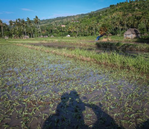 Didier_Gautron_Bali_2010-59