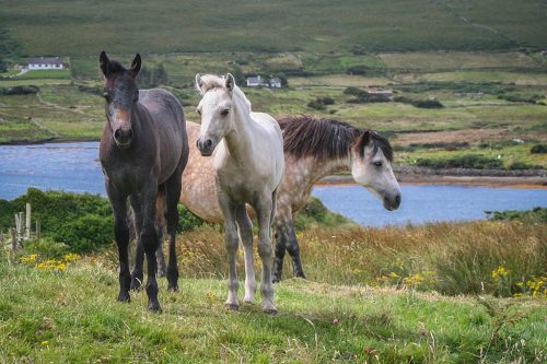 Didier_Gautron_Irlande-2005-26