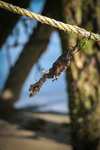 Didier_Gautron_Irlande-2005-47