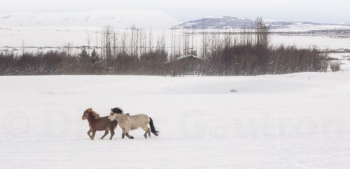 Didier_Gautron_Islande-2015-10