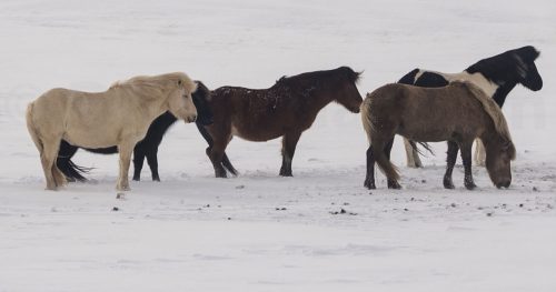 Didier_Gautron_Islande-2015-11
