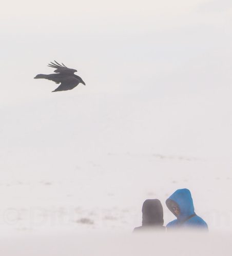 Didier_Gautron_Islande-2015-19