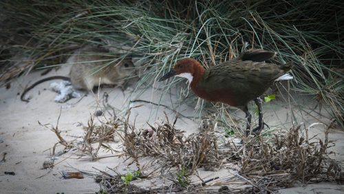 Didier_Gautron_Madagascar-2009-13