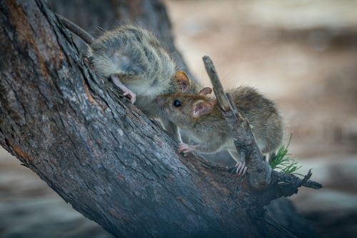 Didier_Gautron_Madagascar-2009-14