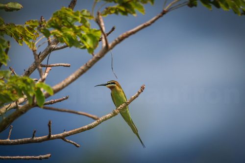 Didier_Gautron_Madagascar-2009-31