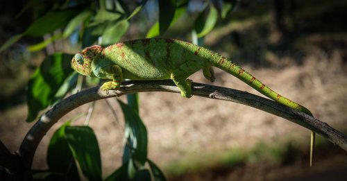 Didier_Gautron_Madagascar-2009-33
