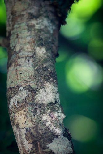 Didier_Gautron_Madagascar-2009-35