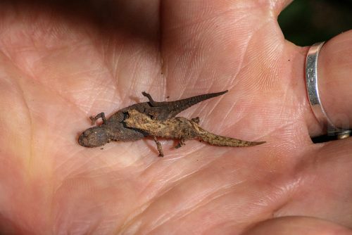 Didier_Gautron_Madagascar-2009-36