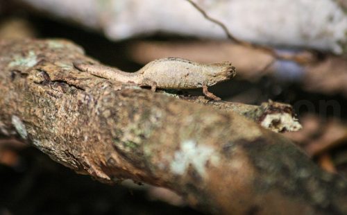 Didier_Gautron_Madagascar-2009-37