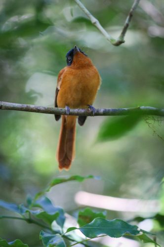 Didier_Gautron_Madagascar-2009-38