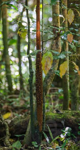 Didier_Gautron_Madagascar-2009-40