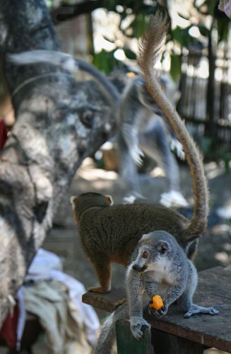 Didier_Gautron_Madagascar-2009-41