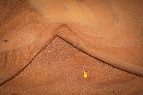 Didier_Gautron_Madagascar-2009-47