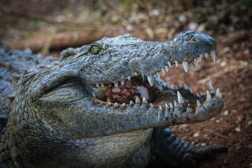 Didier_Gautron_Madagascar-2009-50