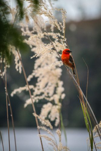 Didier_Gautron_Madagascar-2009-51