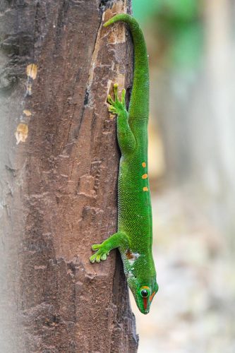 Didier_Gautron_Madagascar-2009-52